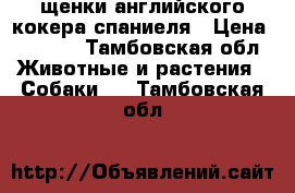 щенки английского кокера спаниеля › Цена ­ 5 000 - Тамбовская обл. Животные и растения » Собаки   . Тамбовская обл.